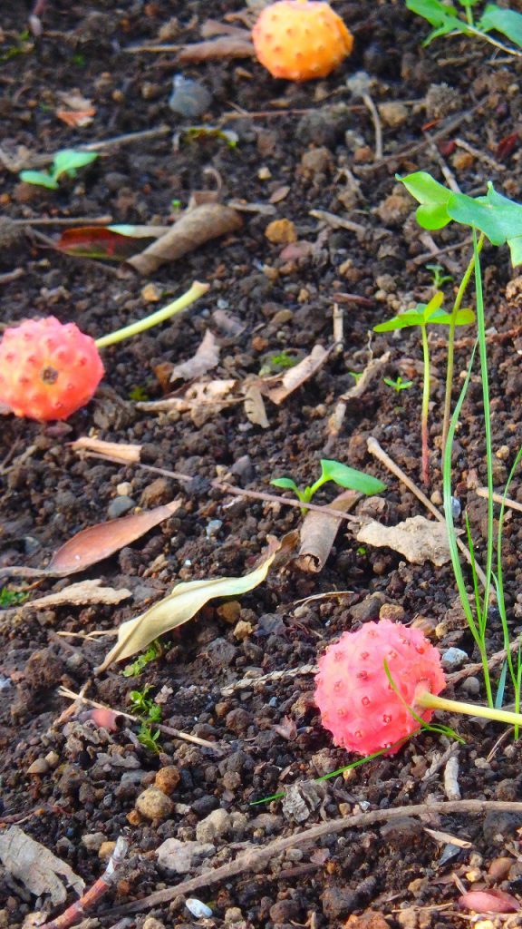 ヤマボウシの赤い実 肥後細川庭園