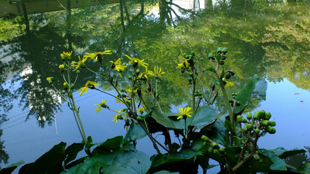 石蕗 つわぶき の花 肥後細川庭園