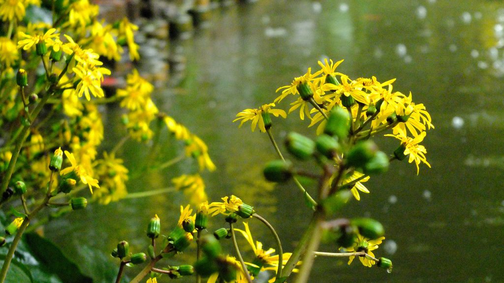 石蕗 つわぶき の花 肥後細川庭園