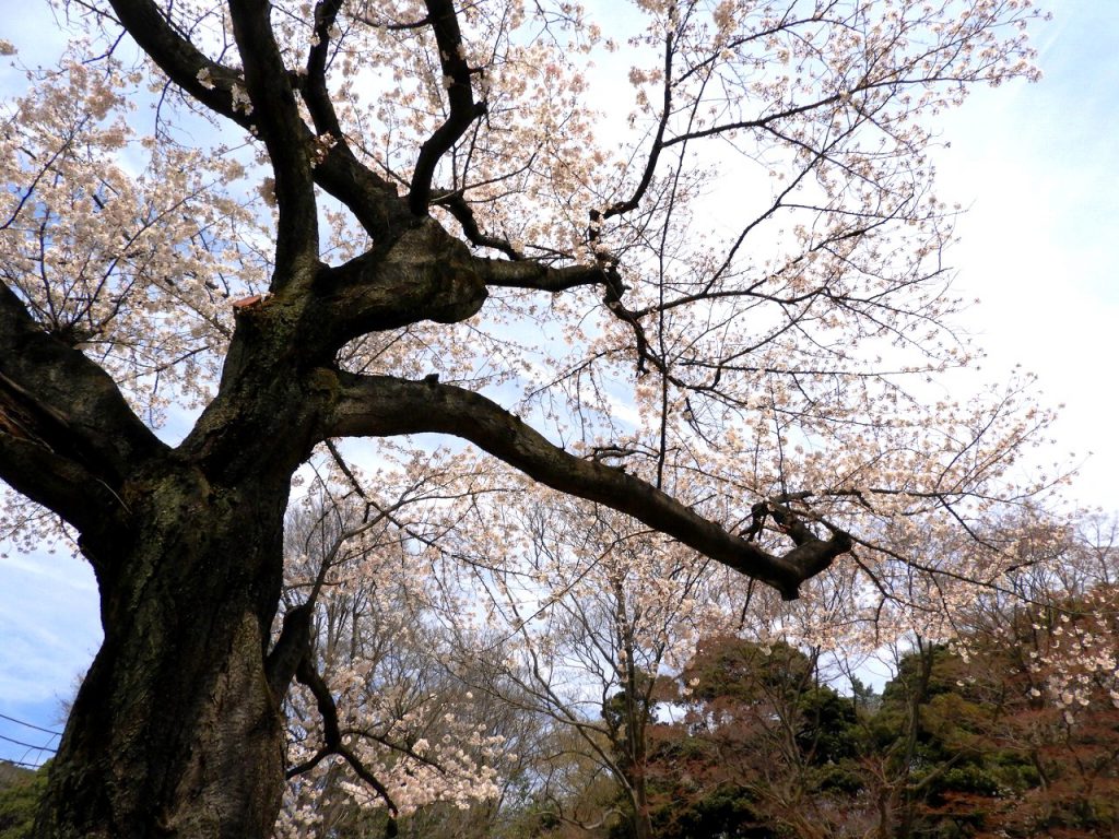 桜満開 肥後細川庭園