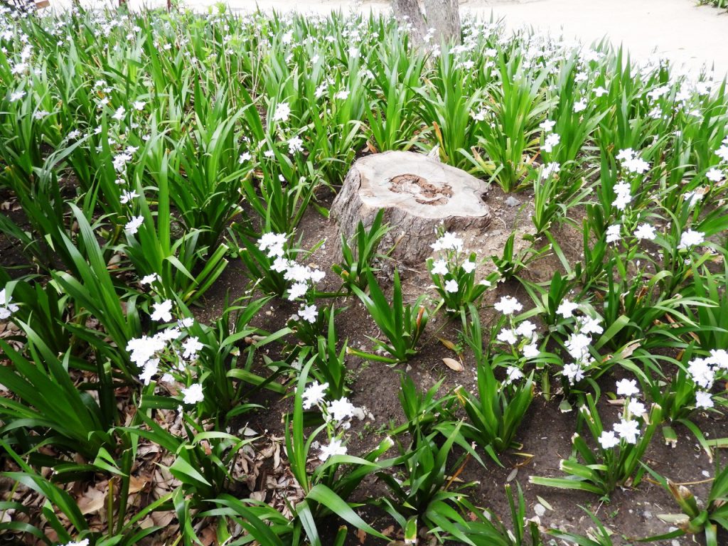 シャガの花畑 肥後細川庭園