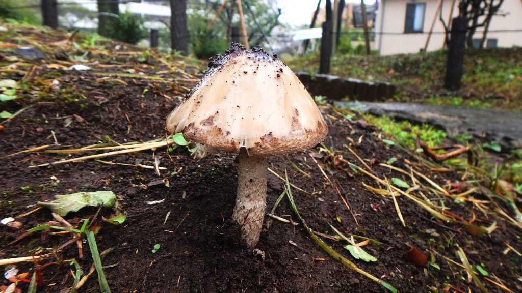 雨後のキノコ 肥後細川庭園