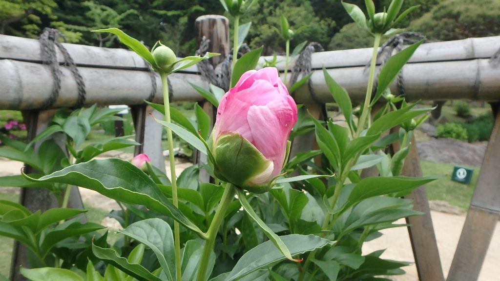 肥後芍薬が開花しました 肥後細川庭園