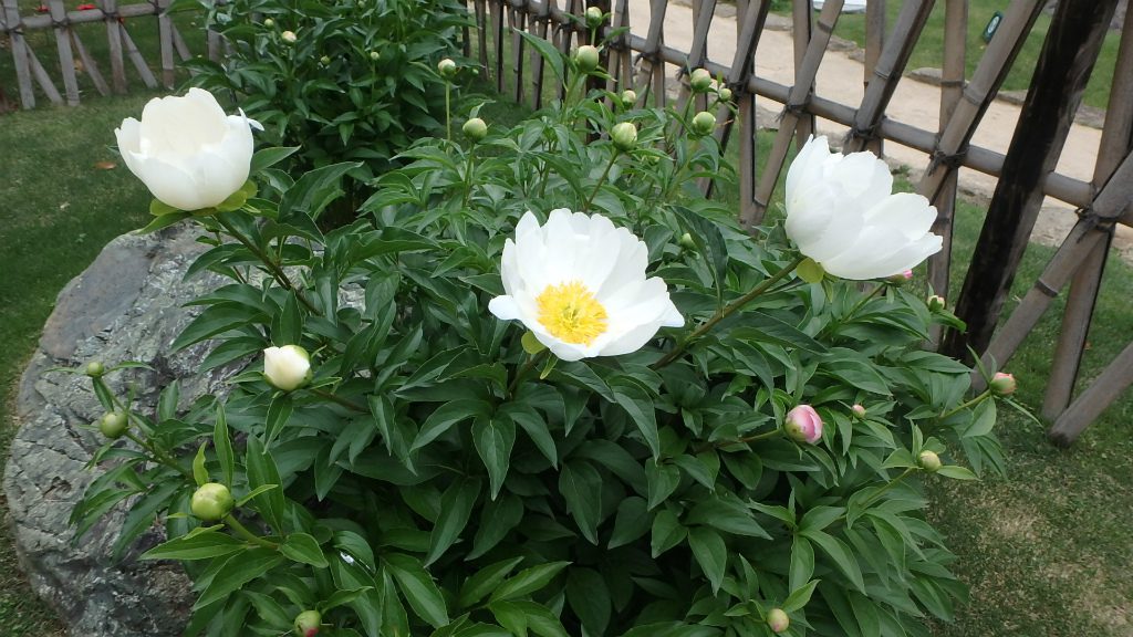 肥後芍薬が開花しました 肥後細川庭園