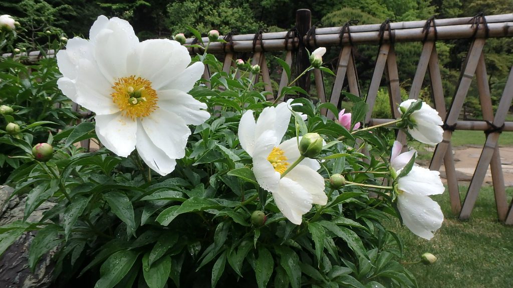 19年 ページ 32 肥後細川庭園