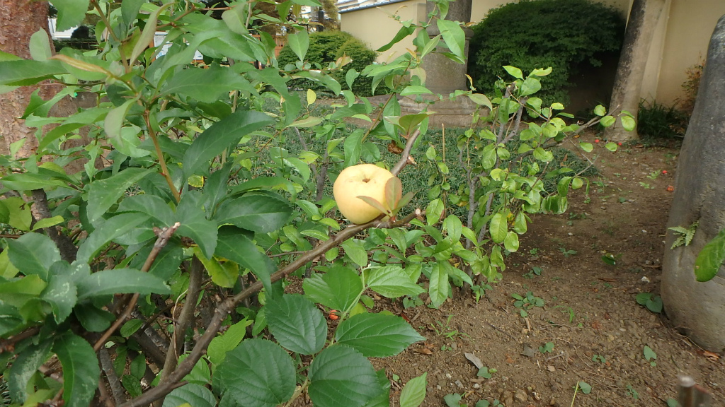 8 27ヤマボウシの実とボケの実 肥後細川庭園