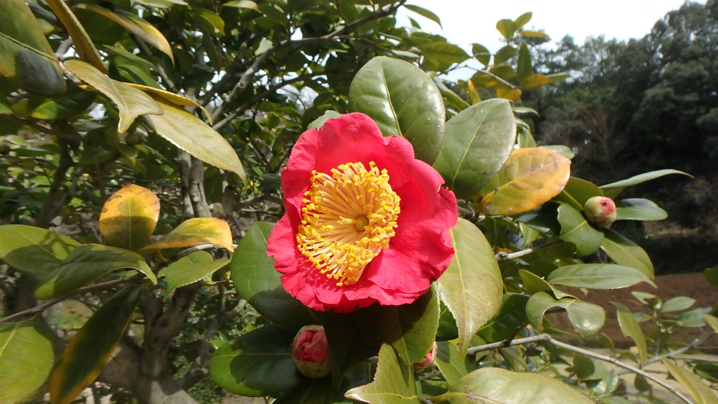 3 5 肥後椿が開花しました 肥後細川庭園