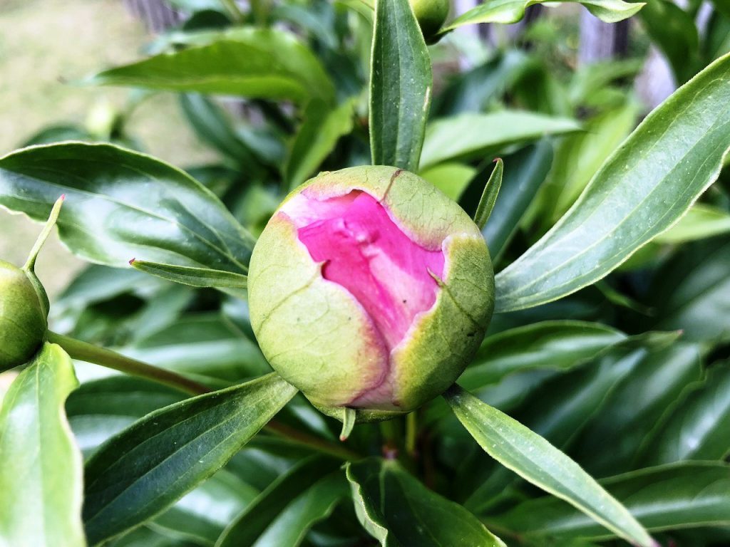 肥後芍薬が開花しました 肥後細川庭園