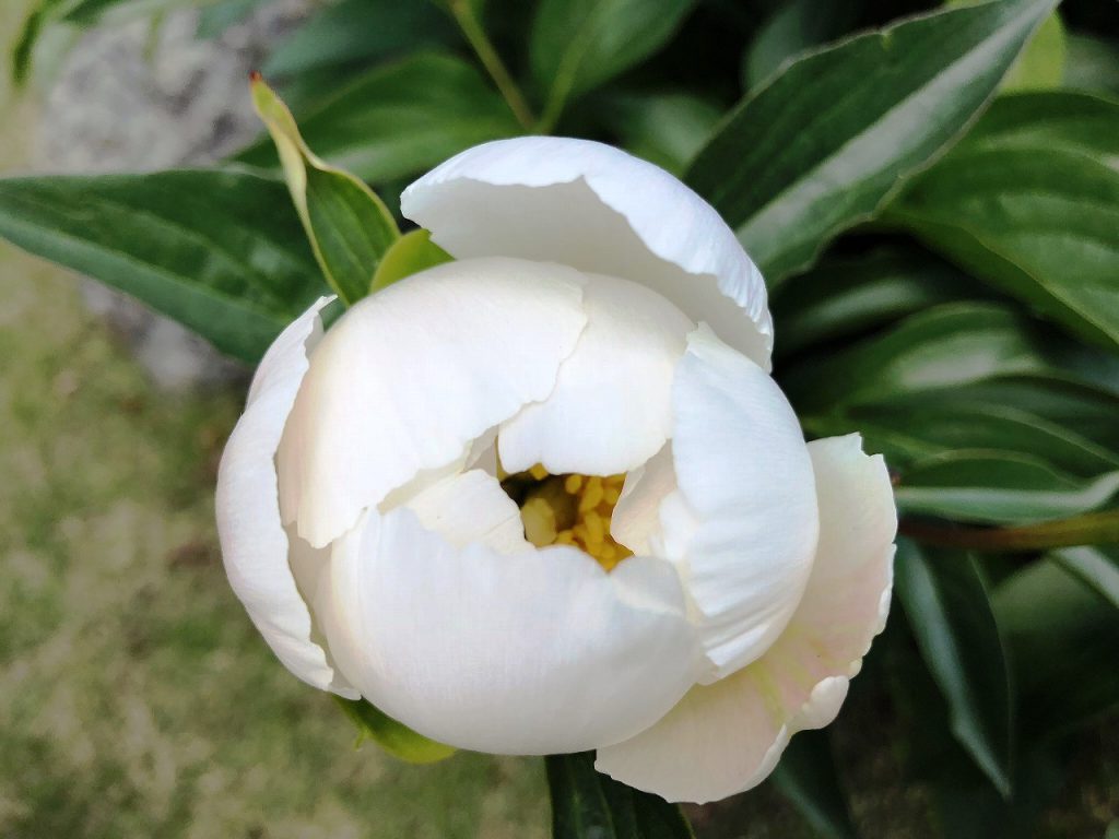 肥後芍薬が開花しました 肥後細川庭園