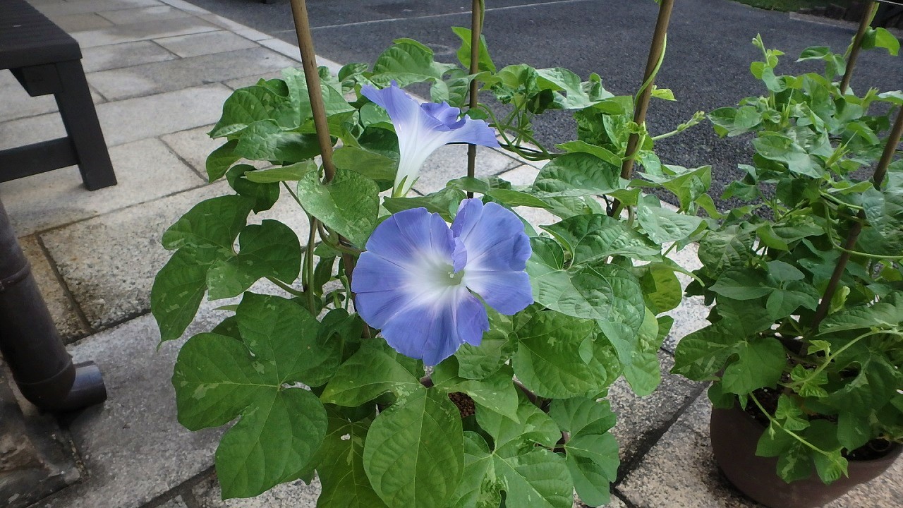 年8月 肥後細川庭園