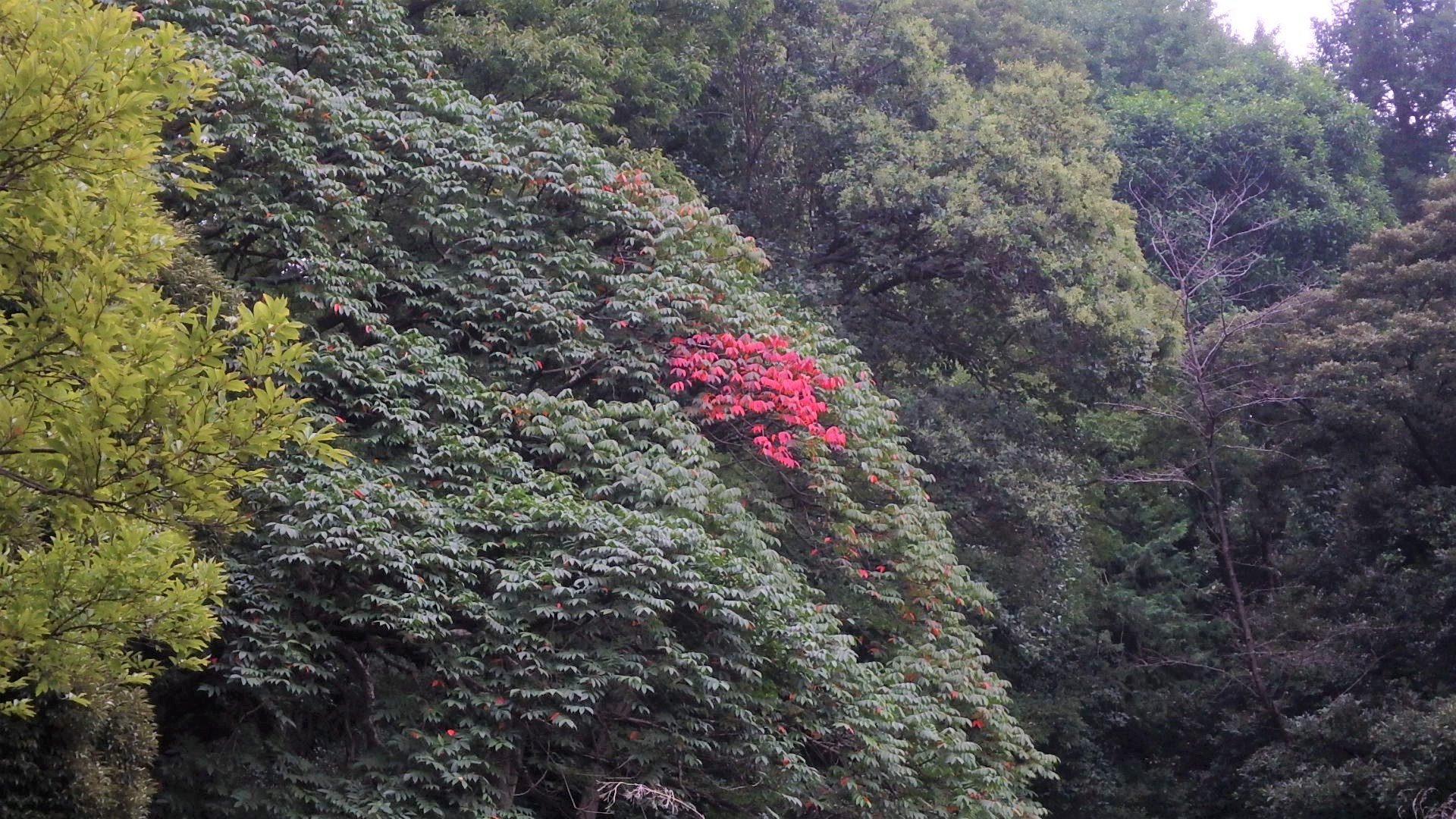 10 5 香る花 肥後細川庭園