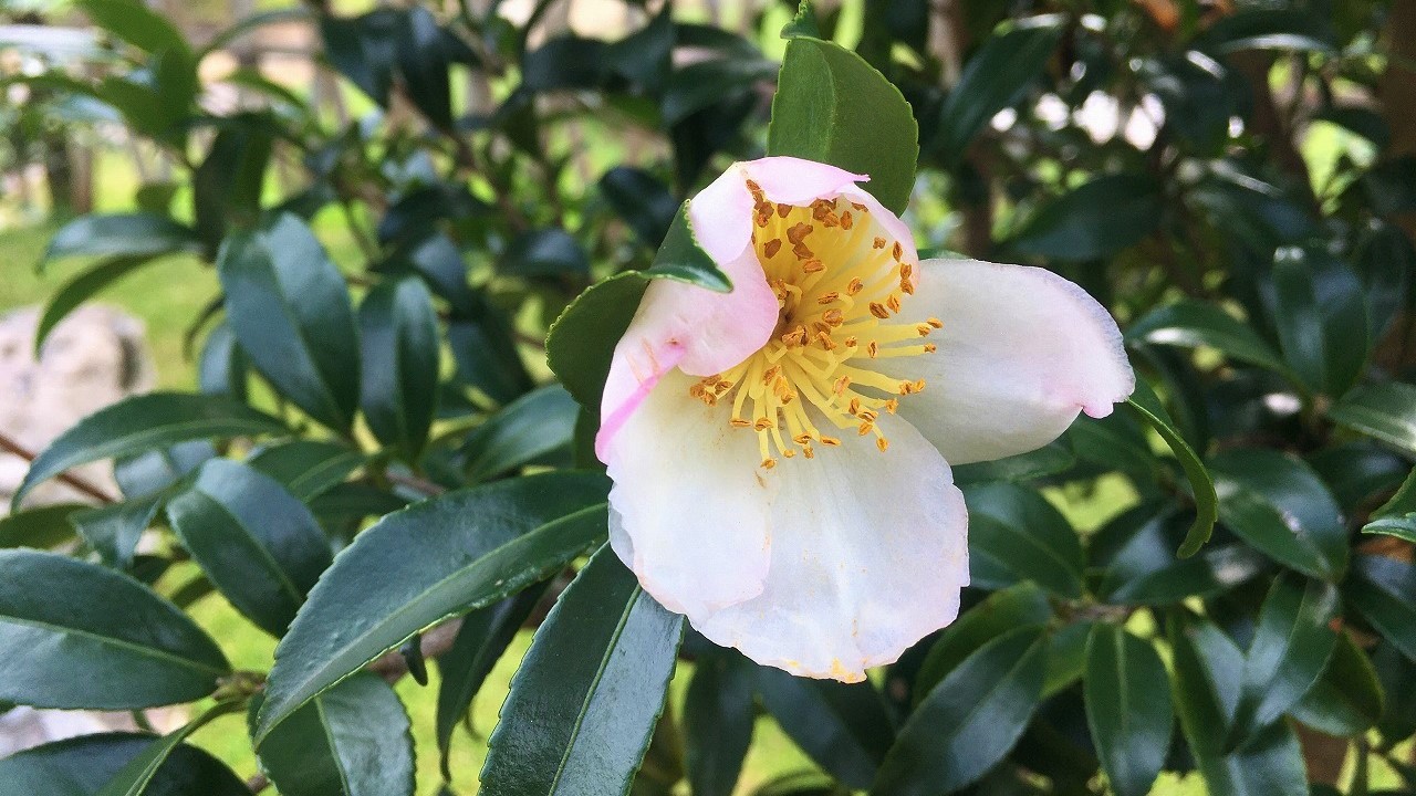 11 6 肥後山茶花 ひごさざんか が開花しています 肥後細川庭園