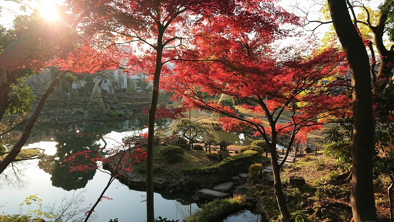 12 10 夕日に照らされた紅葉モミジ 肥後細川庭園