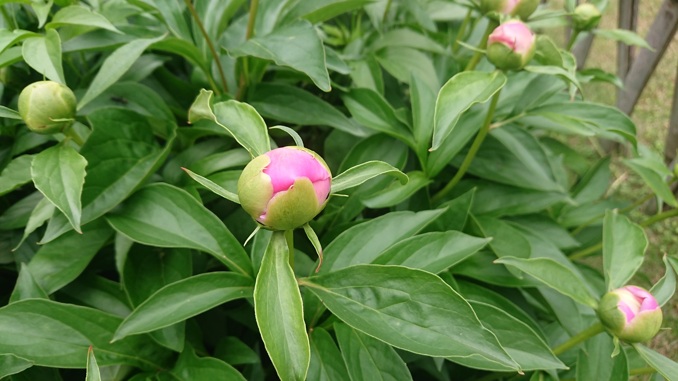 4 28 肥後芍薬が開花しました 肥後細川庭園