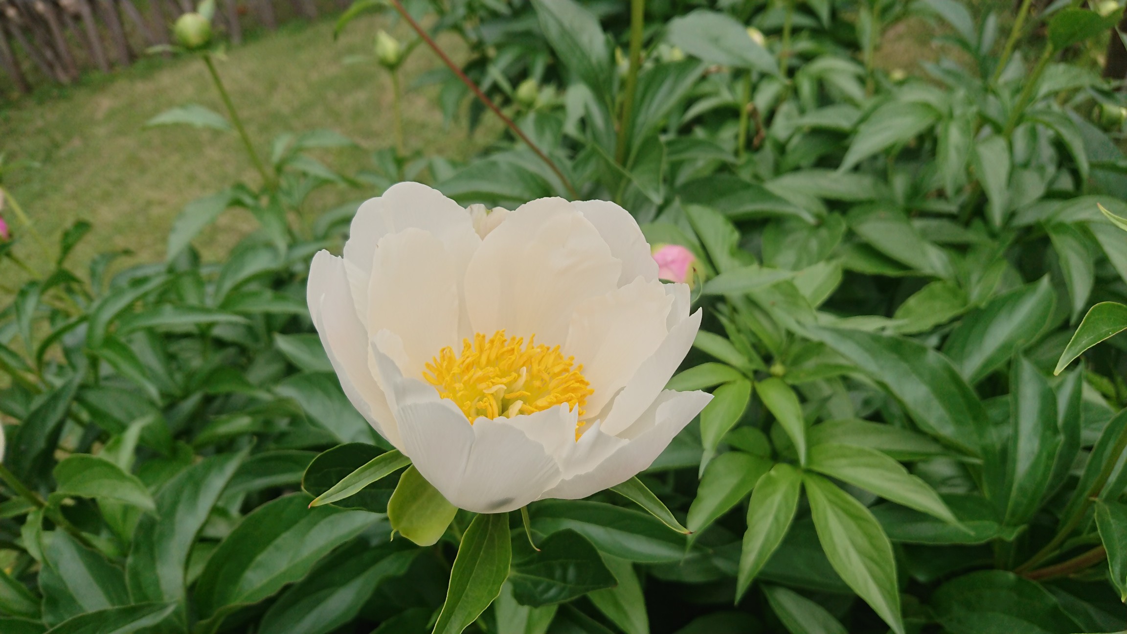 4 28 肥後芍薬が開花しました 肥後細川庭園